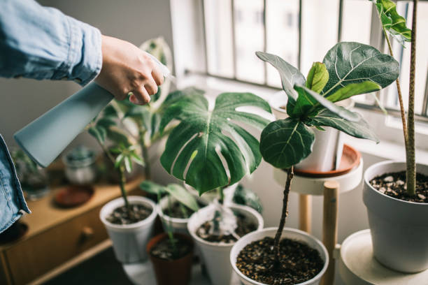 How to take care of your house plant
