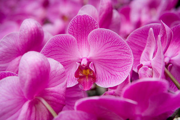 HOW TO TAKE CARE OF ORCHIDS